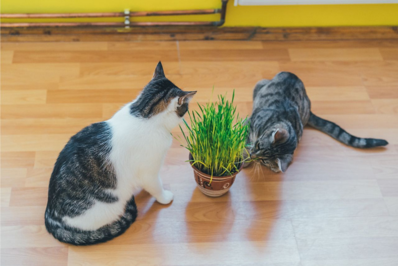 due gatti incuriositi vasetto con erbagatta 